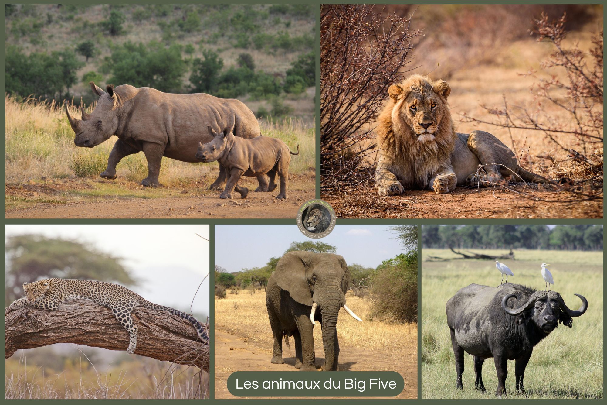 Tout ce que vous devez savoir sur le Big Five : definition, histoire, anecdotes et lieu de vie