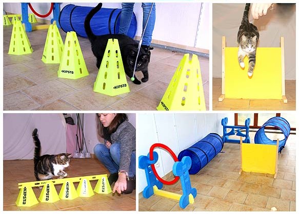 agility chat clicker parcours 