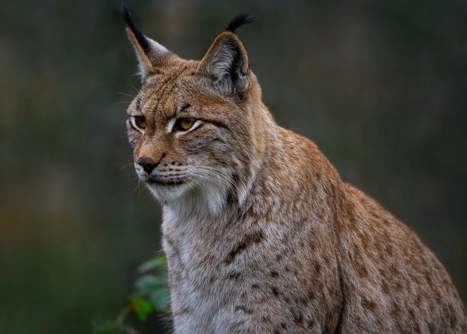 Le grand retour du Lynx en France, ce prédateur énigmatique