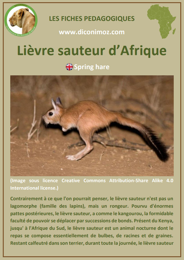 fiche animaux pdf lievre sauteur afrique du sud complement du manuel scolaire francais cm1 bordas leuk le lievre