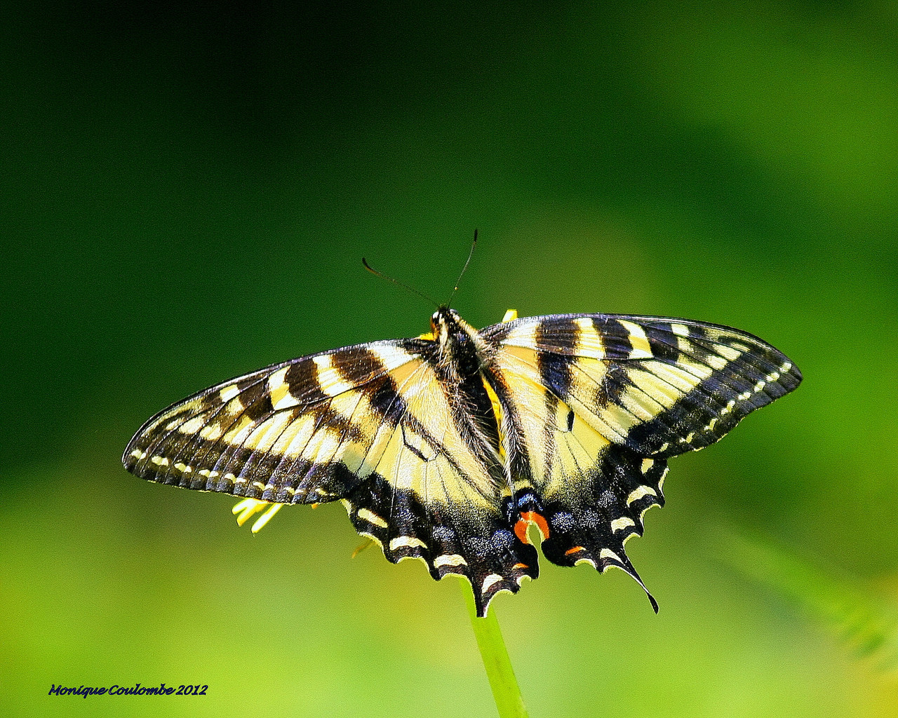 Machaon taille, poids, habitat, reproduction Dictionnaire des animaux