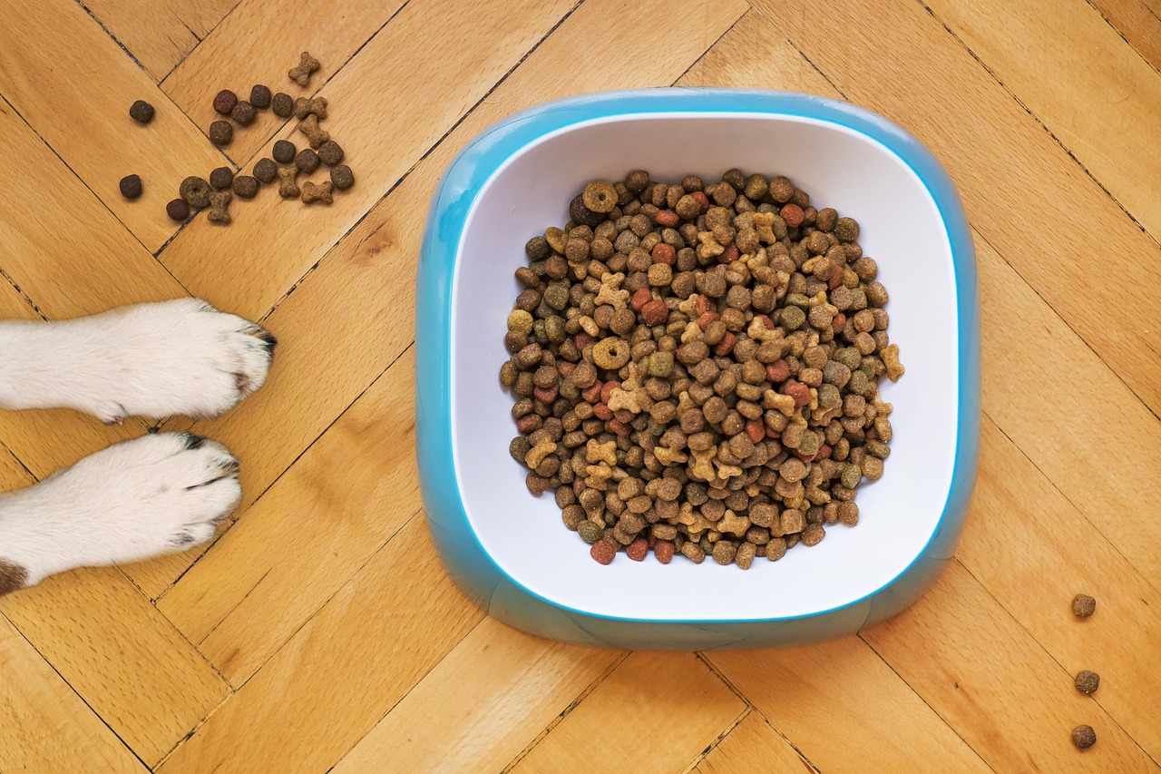 Comment bien choisir les croquettes de votre chien, en fonction de ses besoins ?