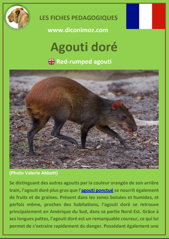 fiche animaux pedagogique pdf agouti doré à telecharger et a imprimer pour l' ecole ou la maison