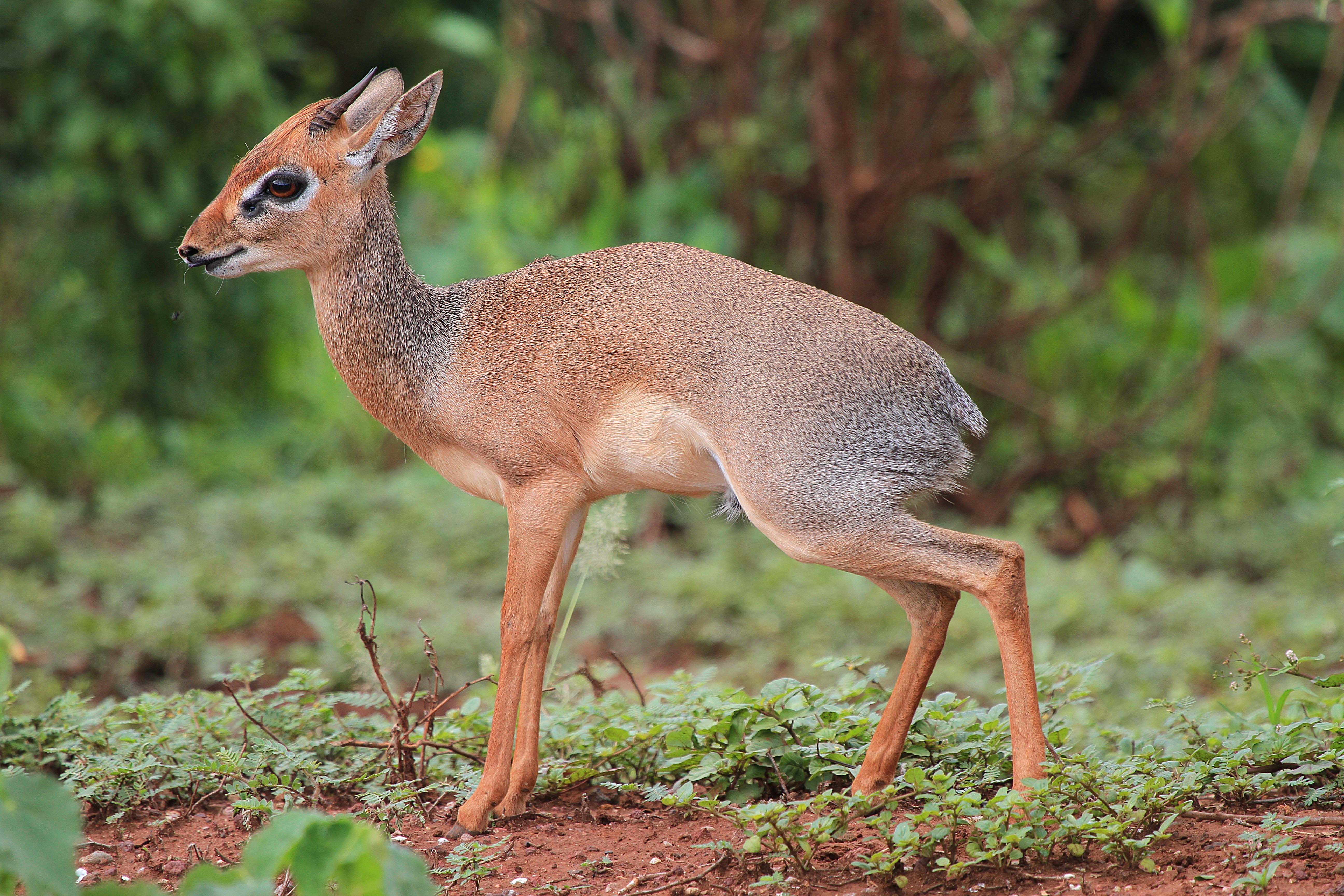 fiches animaux dik dik bovides afrique