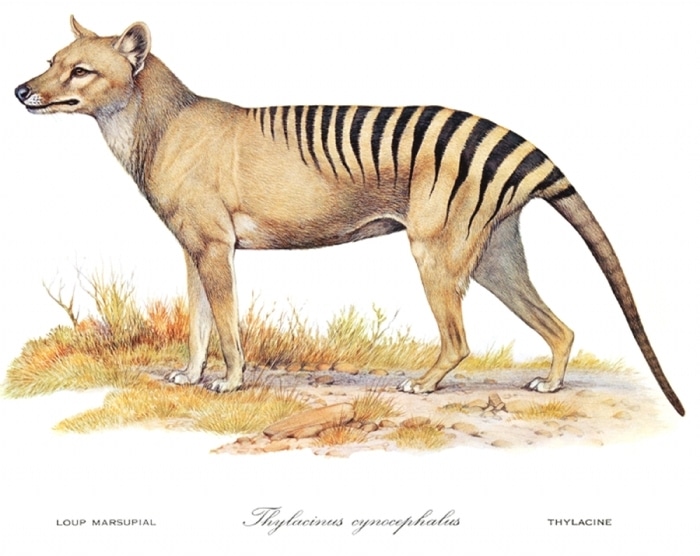 nouveaute fiches animaux disparus tigre tasmanie thylacine tasmanian tiger crytptozoologie