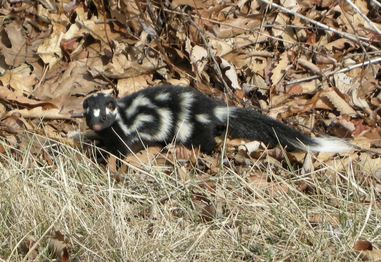 Moins connue que la moufette rayée, la mouffette tachetée orientale fait pourtant partie des espèces menacées
