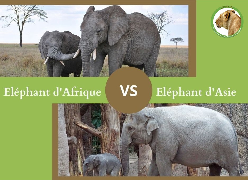NE CONFONDEZ PLUS L'ELEPHANT D'ASIE ET L'ELEPHANT D'AFRIQUE
