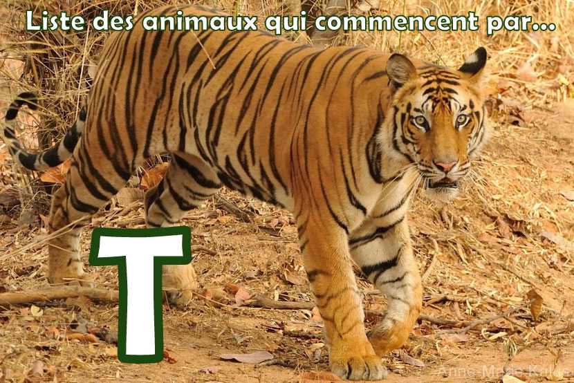 Liste des animaux en T Dictionnaire des animaux