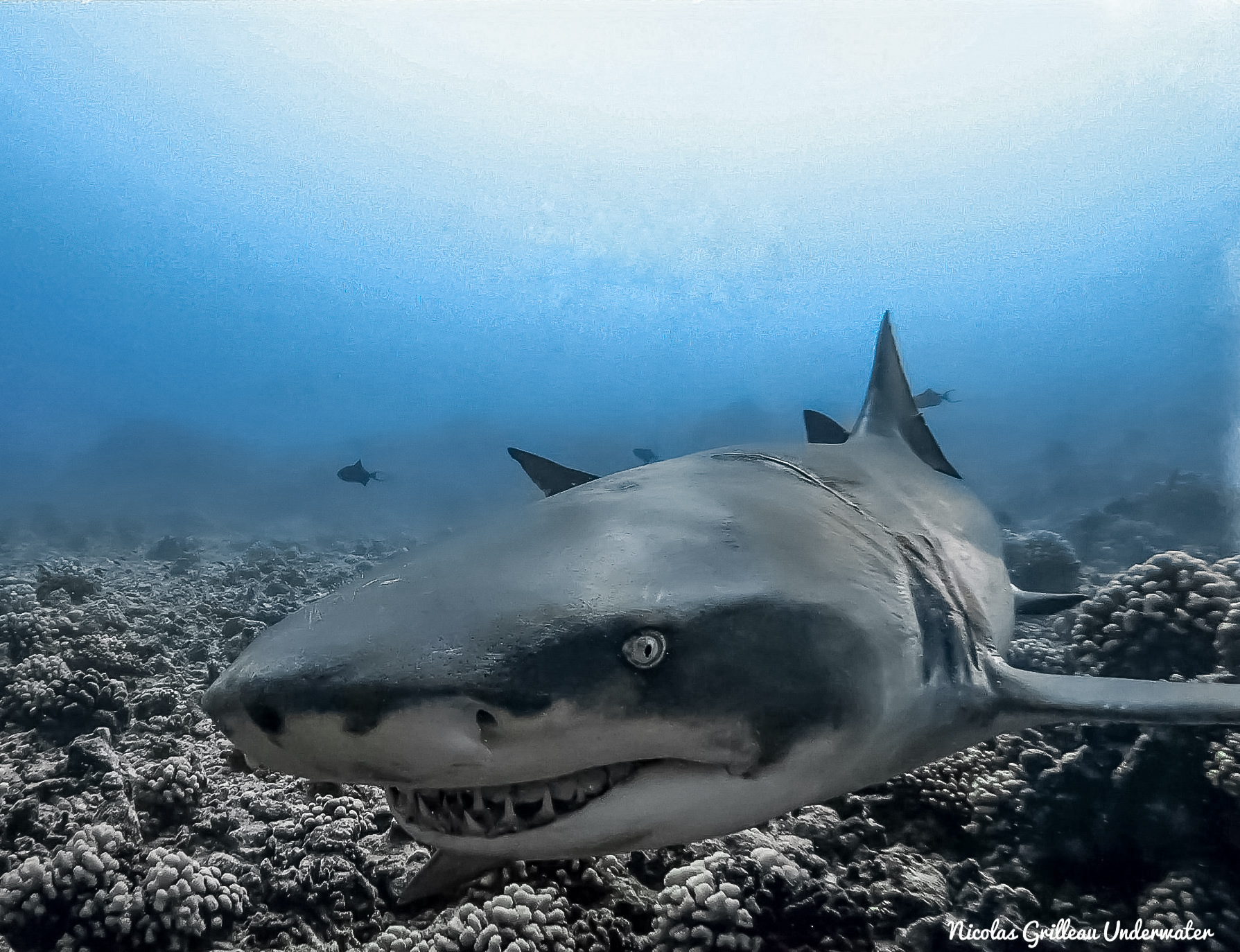 Grâce à sa vue exceptionnelle, le requin citron est cabable de chasser même par très faible luminosité !