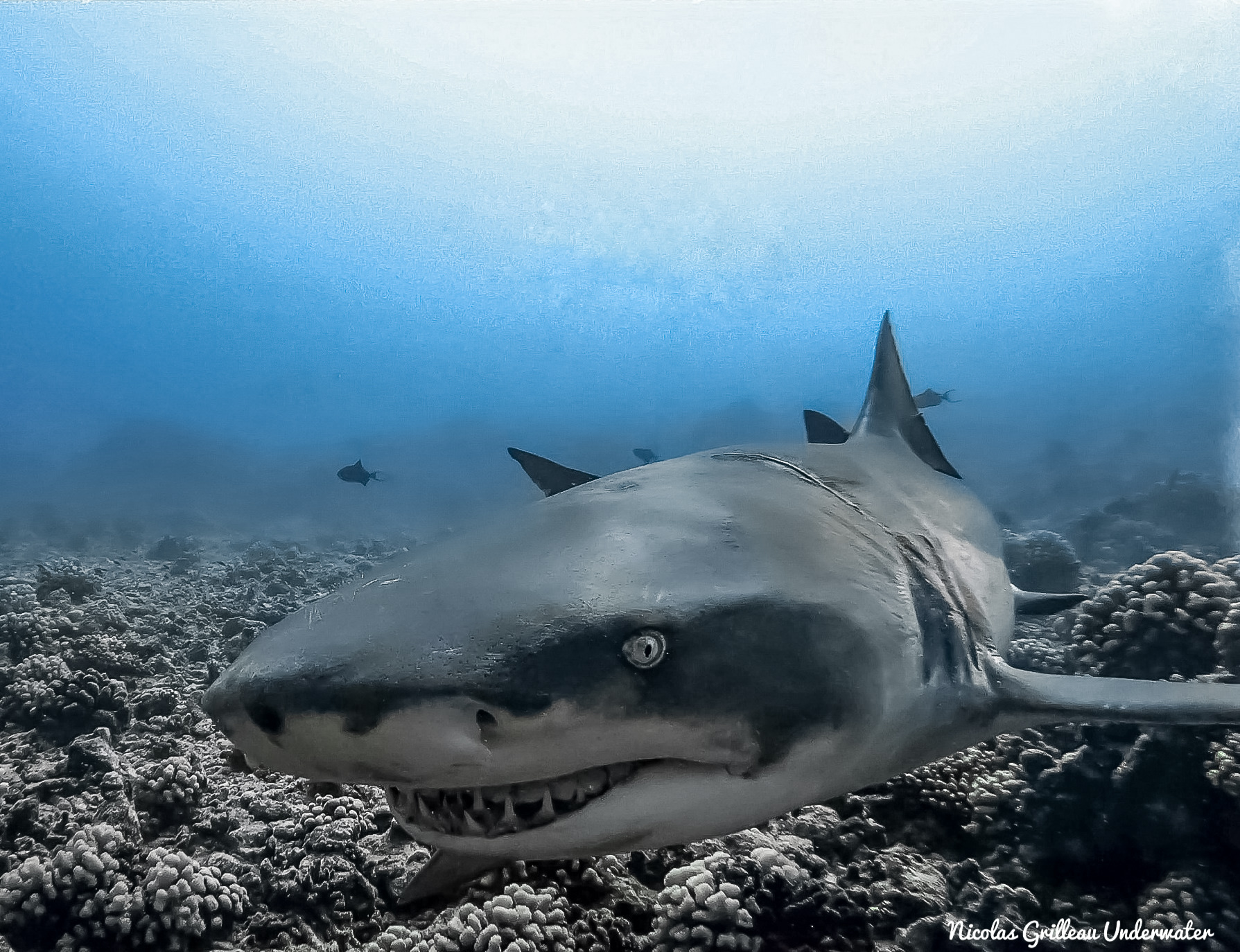 Grâce à sa vue exceptionnelle, le requin citron est cabable de chasser même par très faible luminosité !