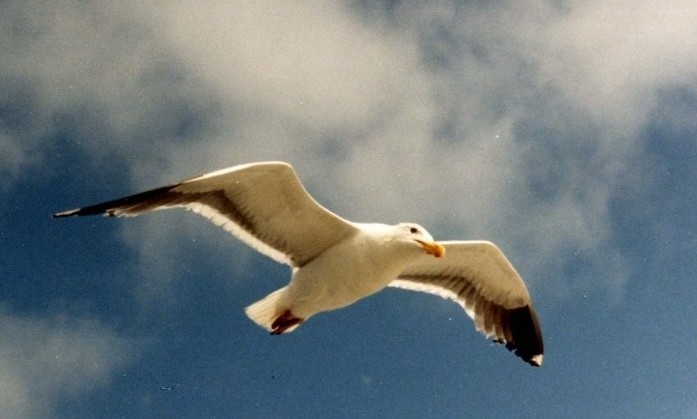 animaux celebre jonathan livingston le goeland