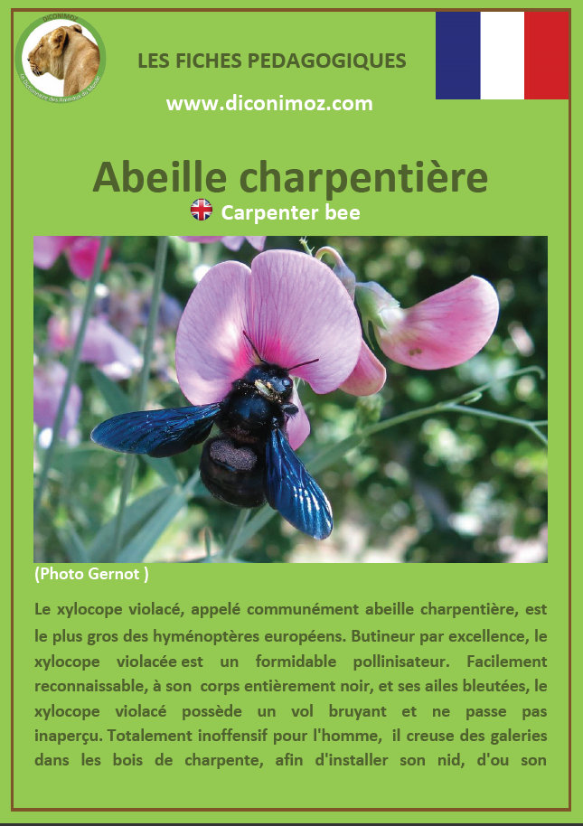 fiche animaux abeille charpentiere xylocope violacee a telecharger et a imprimer insecte jardin