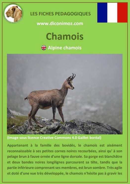 fiches animaux de nos montagnes françaises pedagogiques chamois mouflon bouquetin aigle