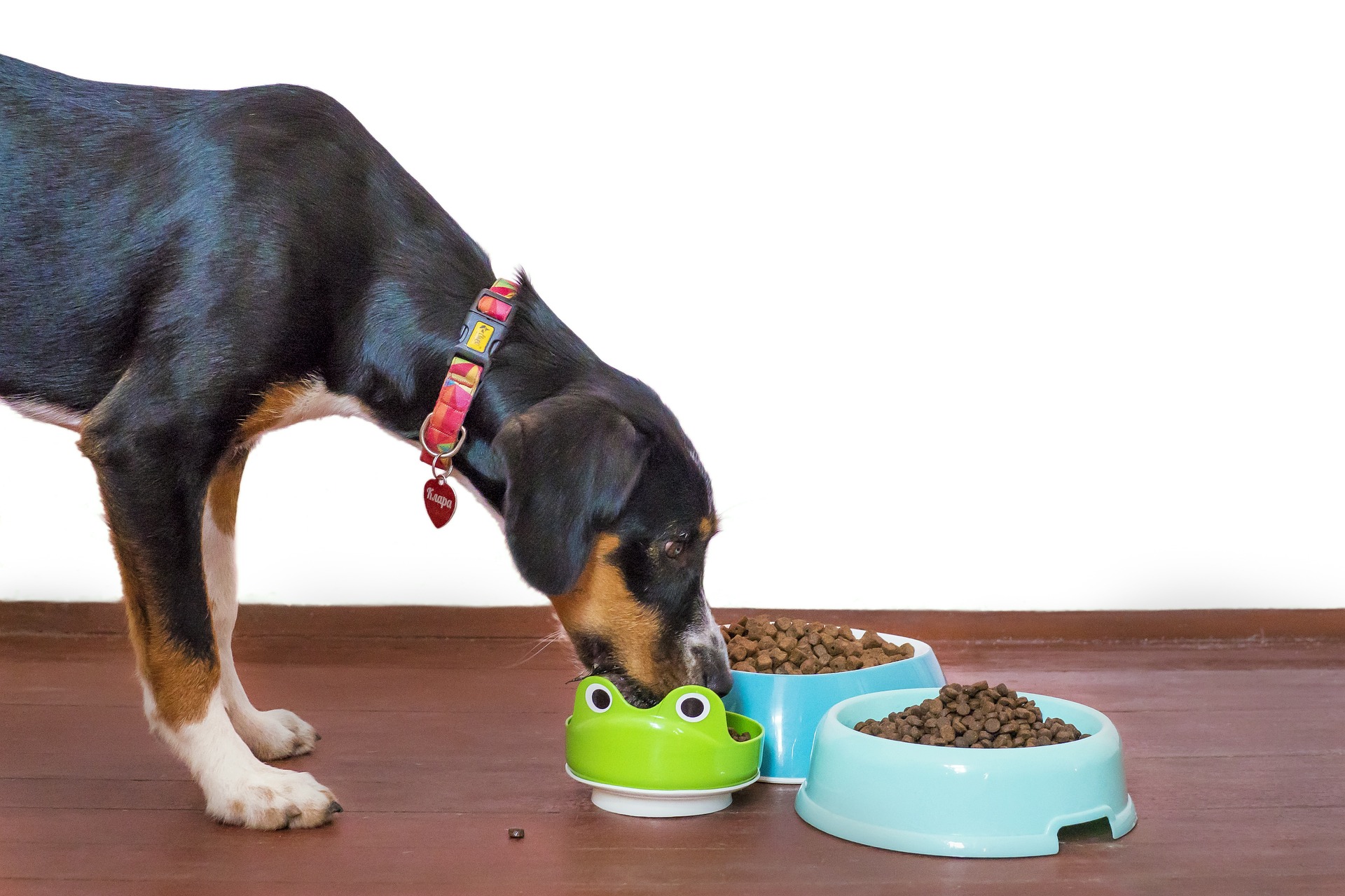Les signes que votre chien a besoin de croquettes sans céréales