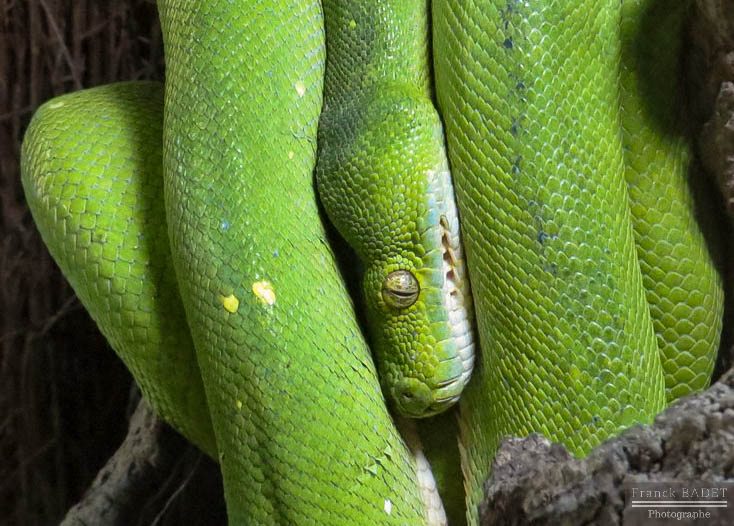 python vert fiche animaux serpent morelia viridis reptile indonesie australie nouvelle guinee