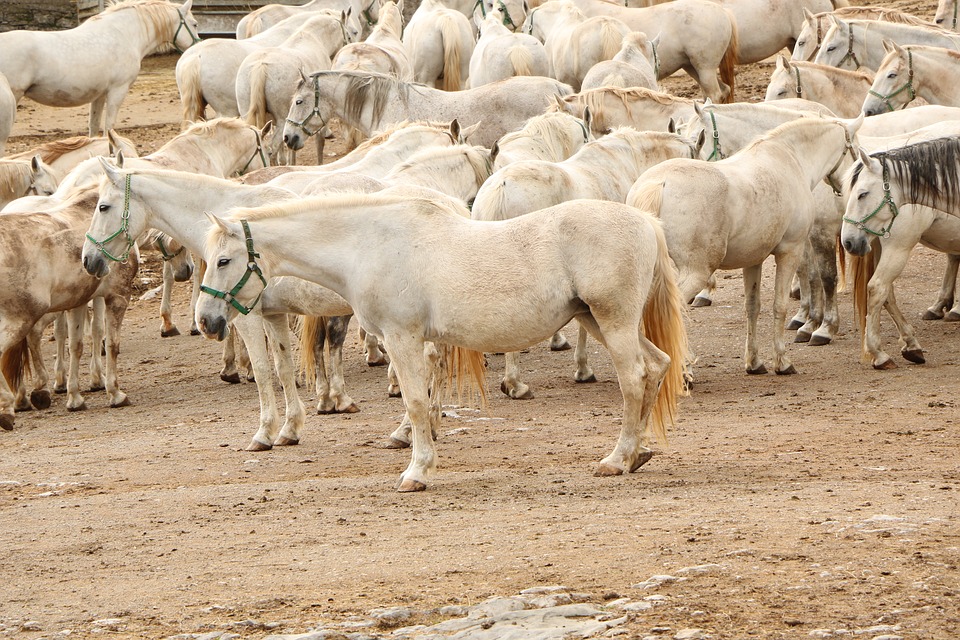 Lipizzan