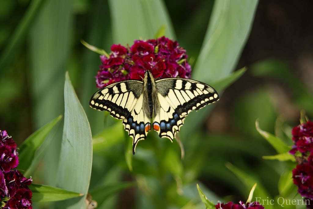 Machaon taille, poids, habitat, reproduction Dictionnaire des animaux
