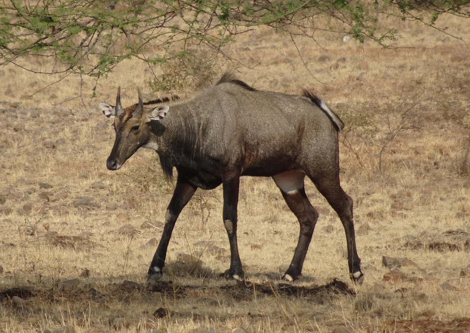 Le nilgaut est la plus grande antilope d'Asie