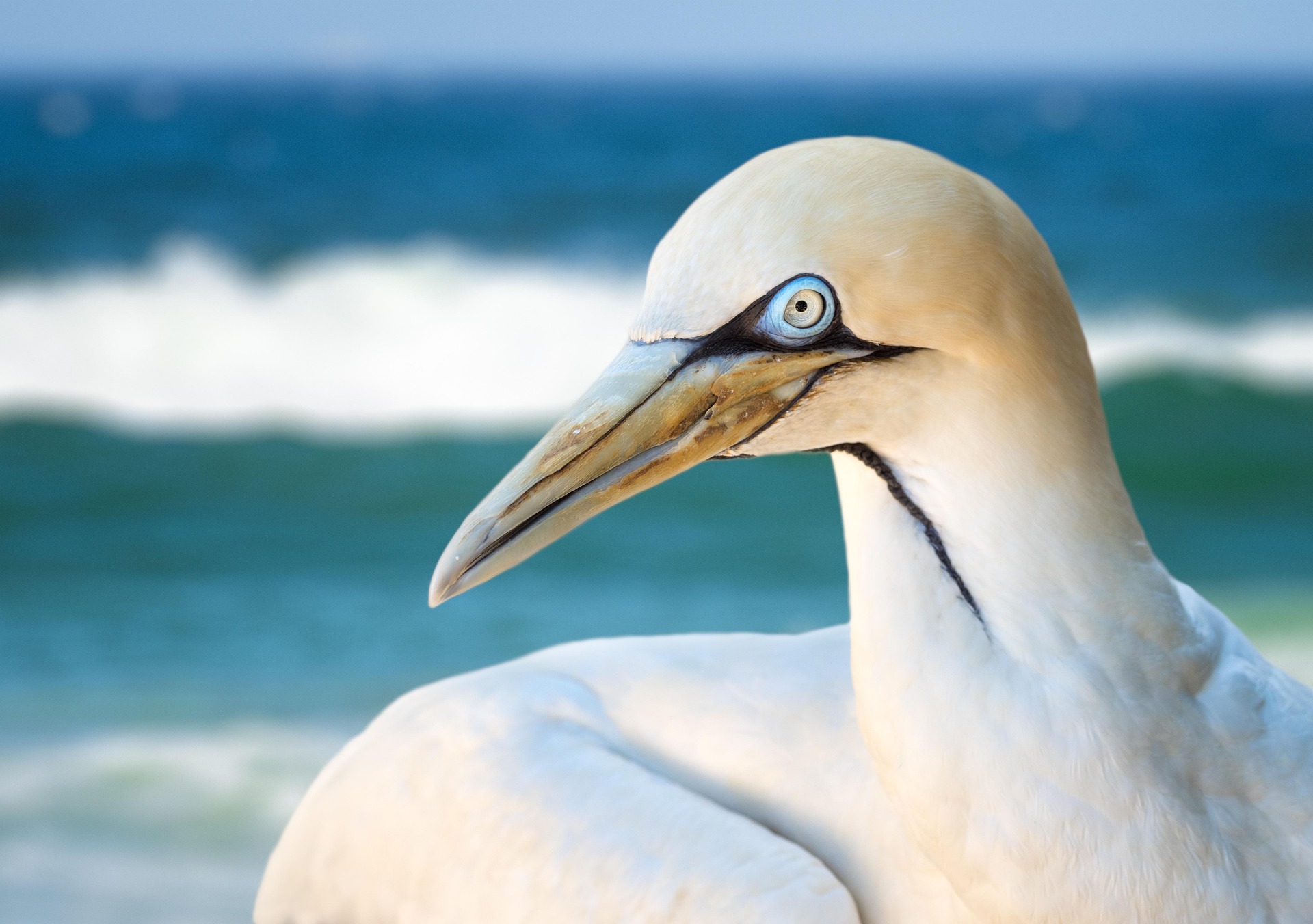 Emblème majestueux des côtes atlantiques, le fou de Bassan est l'un des plus grands oiseaux de mer