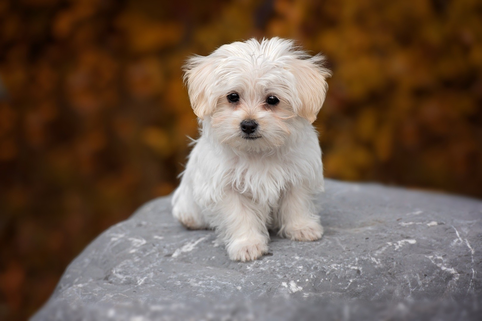 Bichon Maltais Origine Caractere Sante Couleur Fiche Chien Liste Animaux Com Bichon Maltais Origine Caractere Sante Couleur Fiche Chien Liste Animaux Com
