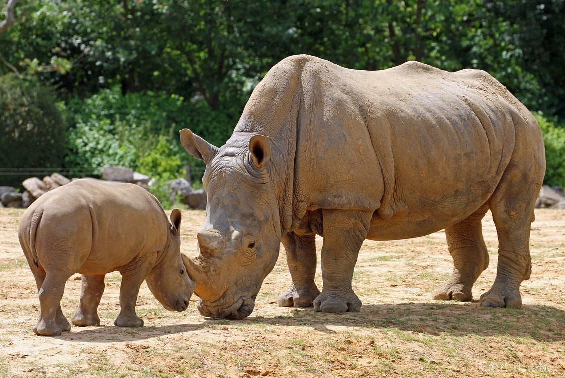 Rhinocéros blanc