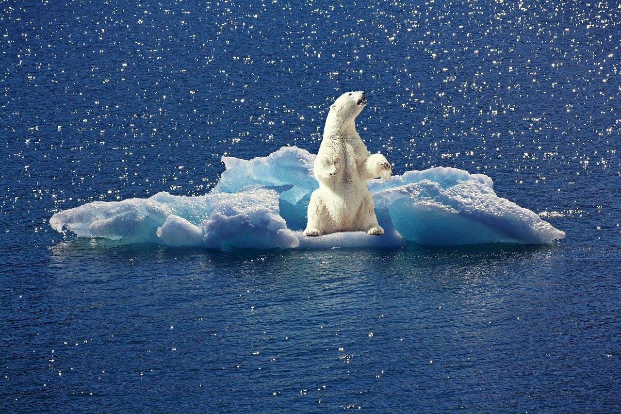 Les animaux et le changement climatique : pourquoi nos amis à fourrure et à plumes sont en danger