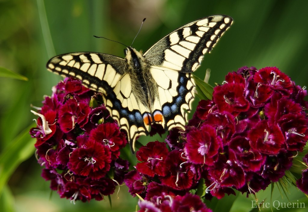 Machaon taille, poids, habitat, reproduction Dictionnaire des animaux