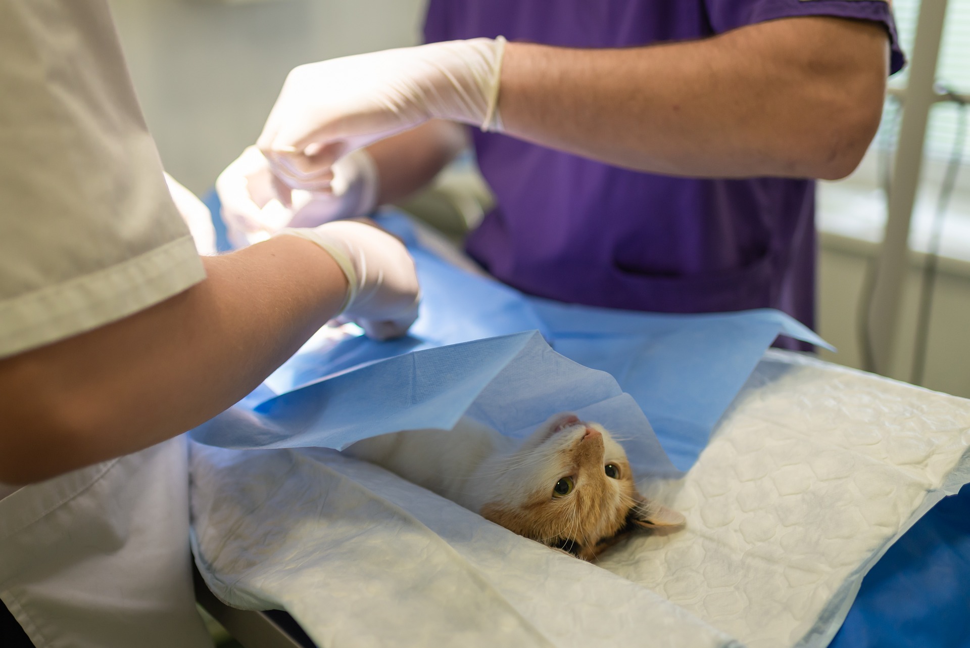 Quels sont les avantages à souscrire une assurance pour mon animal de compagnie, et comment la choisir ?