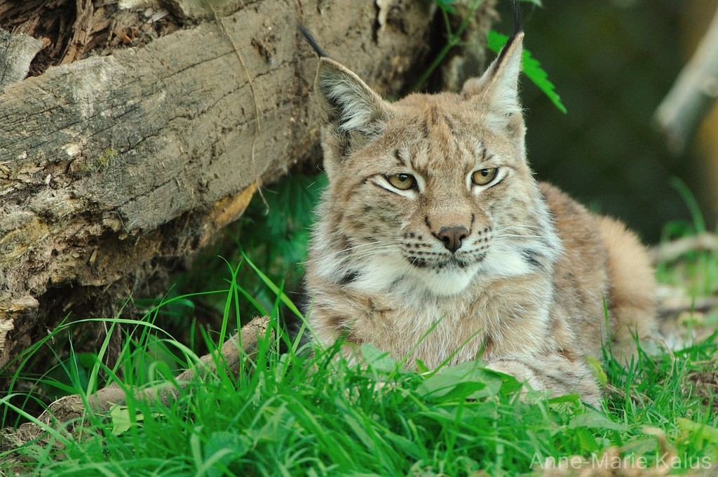 mammifère carnivore 4 lettres