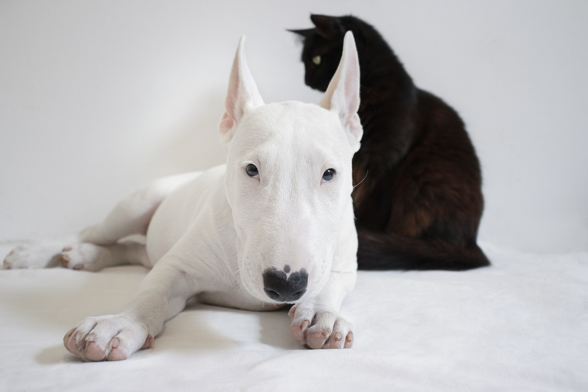 100 Prénoms commençant par la Lettre "A" pour votre chien ou votre chat en 2025