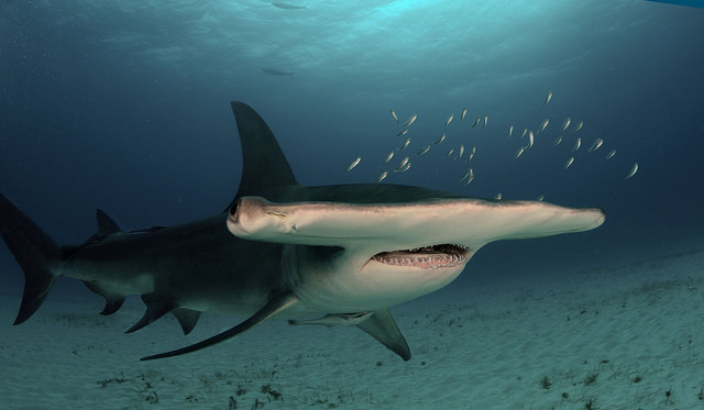grand requin marteau fiche identification poisson de mer animal facts fish great hammerhead sealife