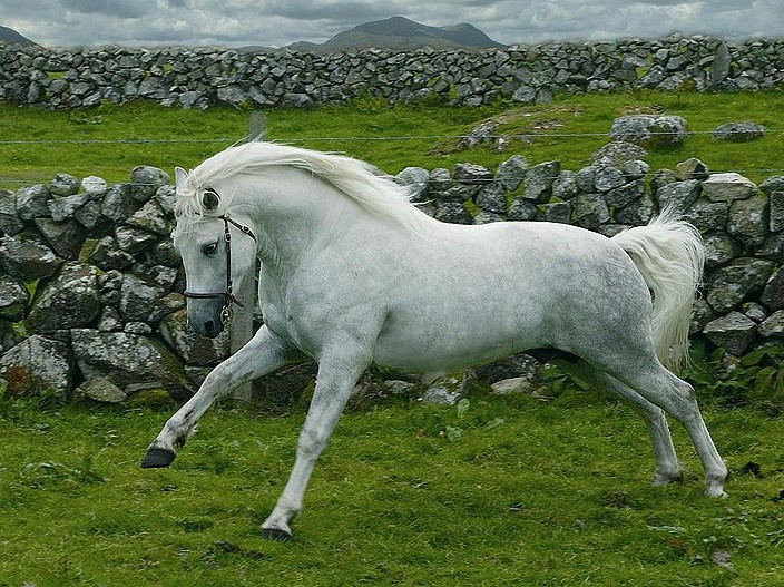 Apprécié des enfants, comme des adultes, le connemara saura vous séduire