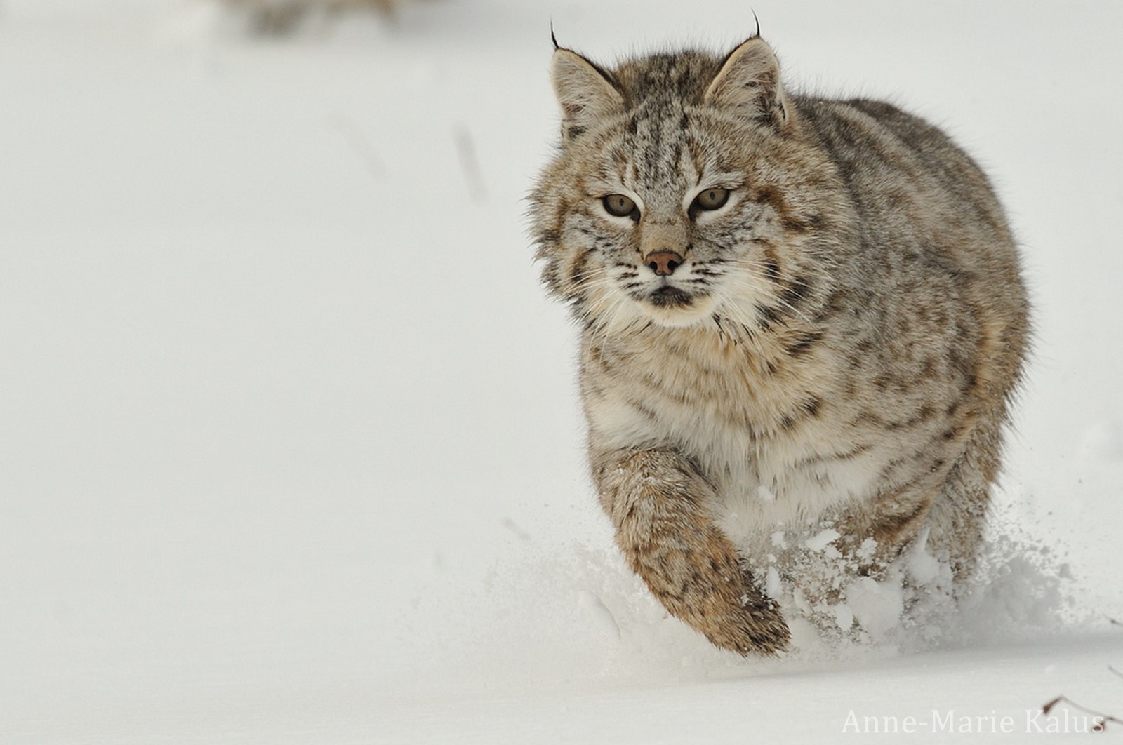 Lynx roux poids taille longevite habitat alimentation Dictionnaire des animaux