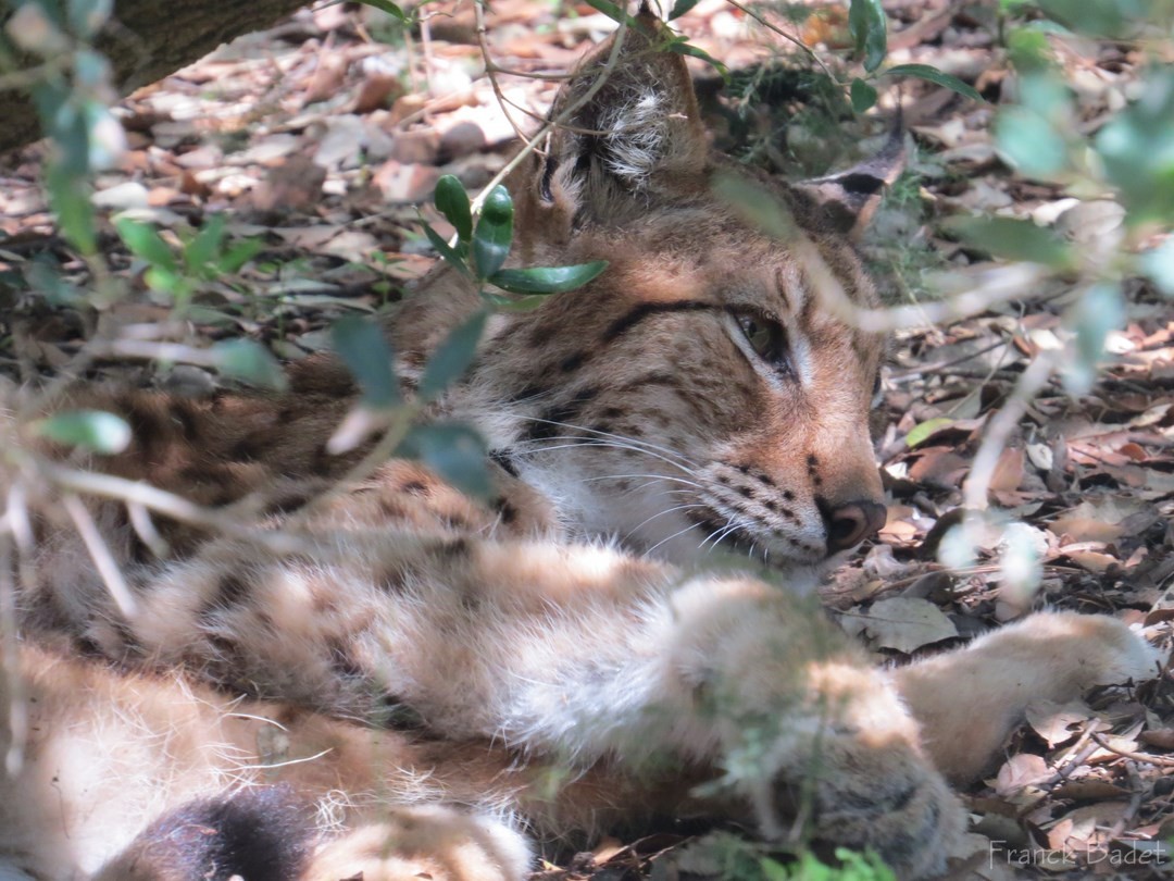 mammifère carnivore 4 lettres