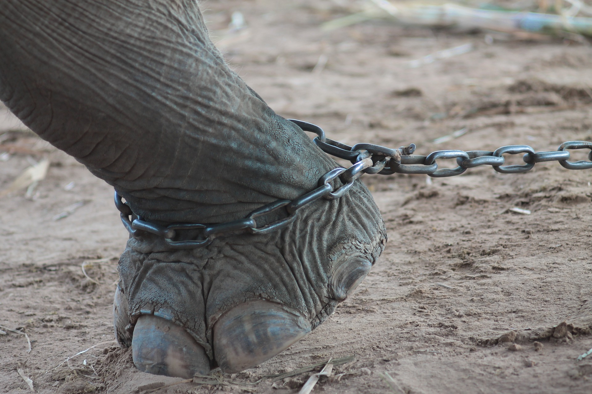 L'impact dévastateur du tourisme sur les éléphants d'Asie
