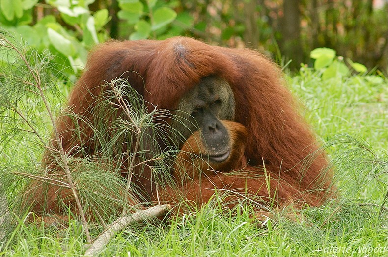 fiche animaux orang outan disney roi louis