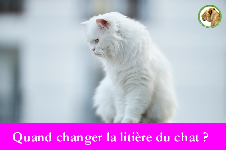 Quand changer la litière du chat ?