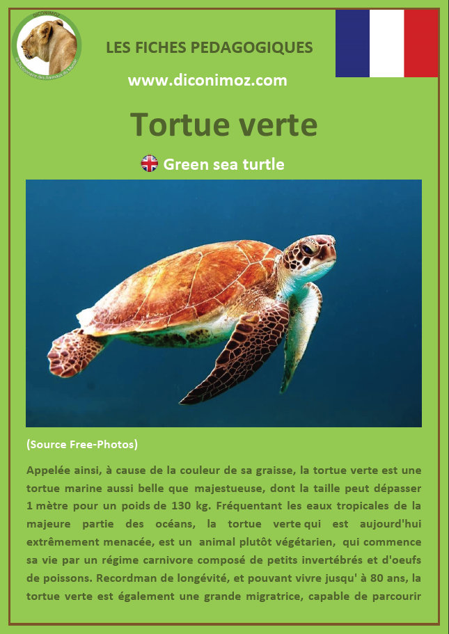 fiche animaux pedagogiques pdf reptiles et batraciens à telecharger et a imprimer pour l'école ou la maison