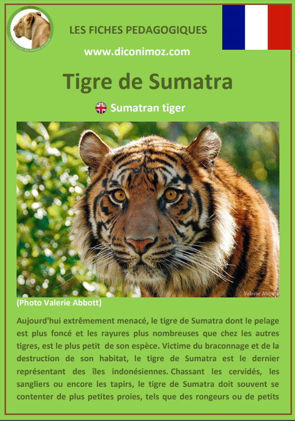 fiche animaux pdf les felins tigres lions panthere lynx jaguar guepard animal pedagogique