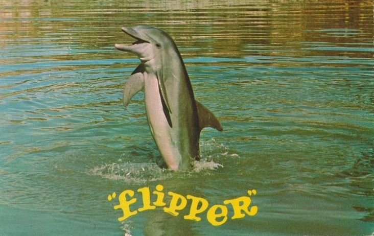 animaux célèbre flipper le dauphin