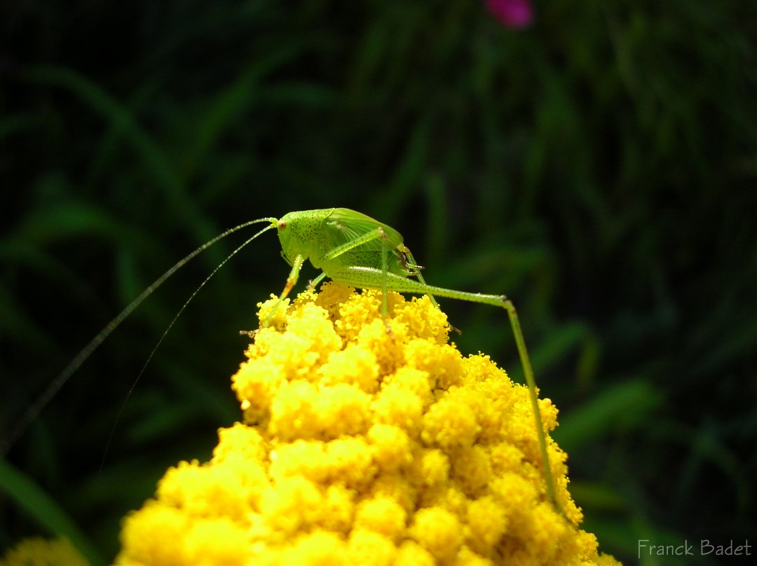 Herbivore, la sauterelle de Bosc est une habituée de nos jardins.