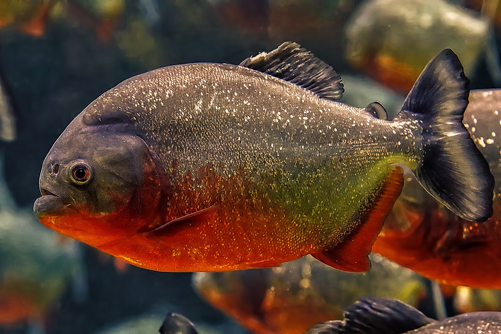 Réputé pour son agressivité, le piranha se retrouve fréquemment dans les rivières d'Amazonie