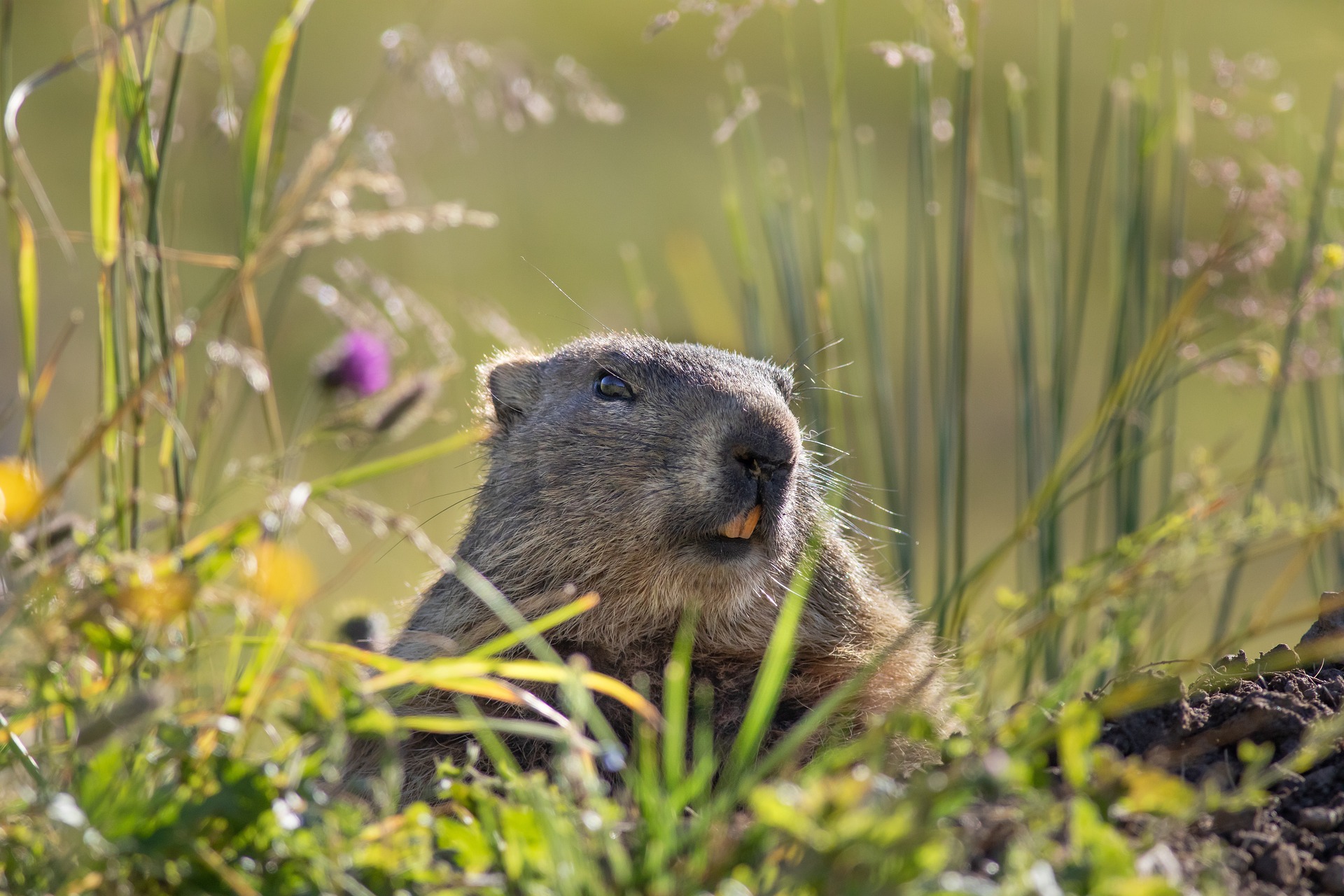 15 Idées de Sorties pour Observer les Animaux dans leur Milieu Naturel