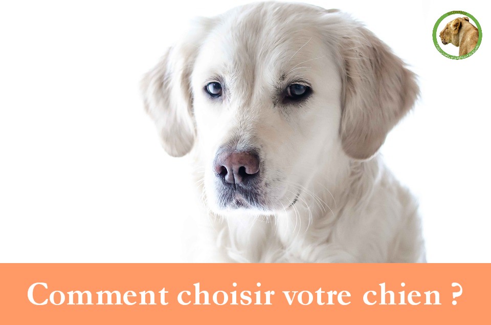 Comment choisir votre  chien ?