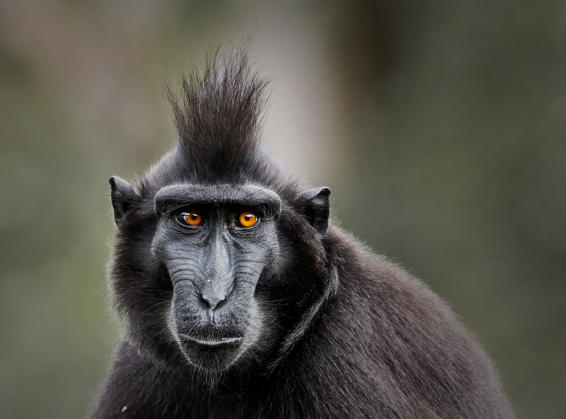 En danger critique d'extinction, le macaque de Célèbes, est pourtant méconnu !