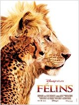 animaux film felins