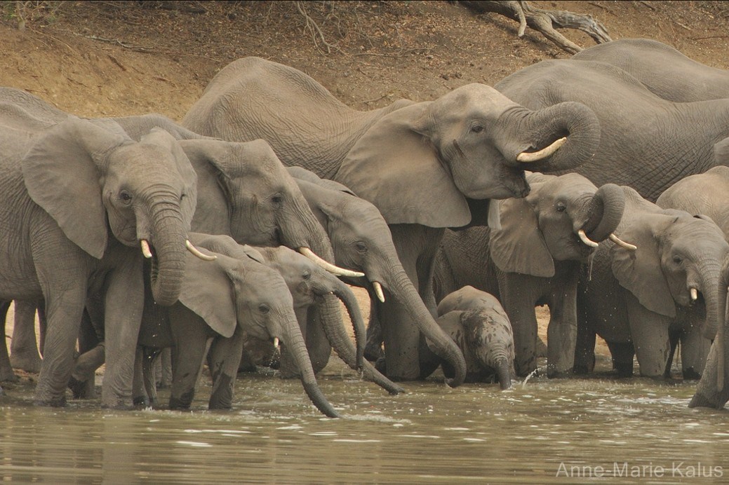 Connaissez vous les "big five", ces 5 grands animaux sauvages d'Afrique ?