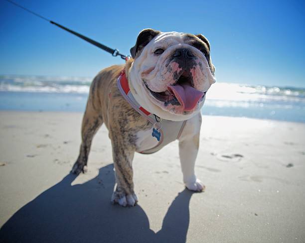 Coups de chaleurs chez le chien : astuces et conseils pratiques pour l’été