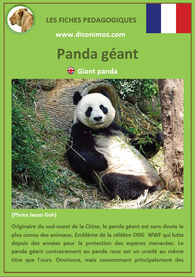 fiches animaux ours et panda pdf a telecharger et a imprimer animal fact download bear