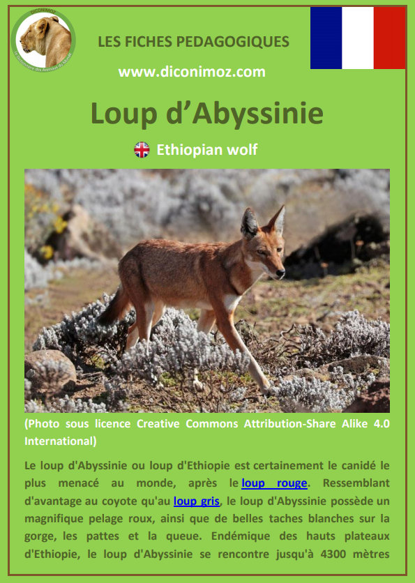 loup d'abyssinie fiche pédagogique pdf à télécharger et a imprimer pour la maison ou pour l'école ethiopian wolf